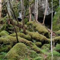 日本アルプス　高山植物