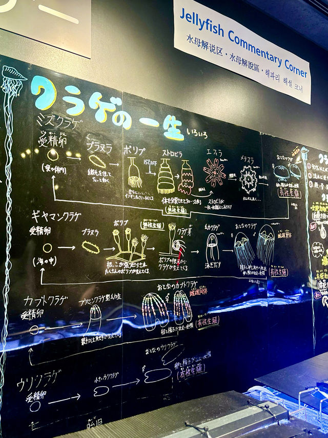 【日本東北】加茂水族館：世一水母水族館，深藍色水槽前夢幻打卡