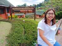 ไร่ชา 101 ดอยแม่สลอง