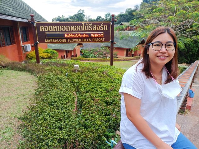 ไร่ชา 101 ดอยแม่สลอง