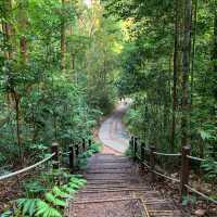 Explore & Hike 🇸🇬 Tallest Hill in Bukit Timah 