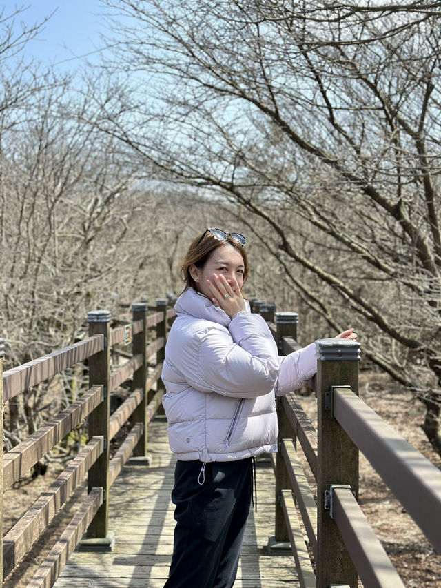 🇰🇷 濟州 韓國最高山漢拿山 🏔️ 最短登山徑⛰️