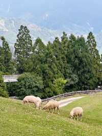 清境農場🐑⛰️：山景美，春秋遊最佳