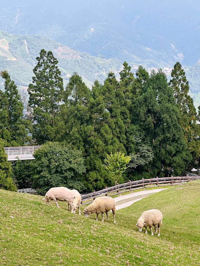 清境農場🐑⛰️：山景美，春秋遊最佳