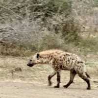 Kruger National Park: A Thrilling Safari Experience in the Heart of Africa