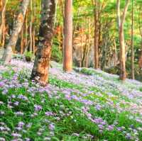 岳人の森