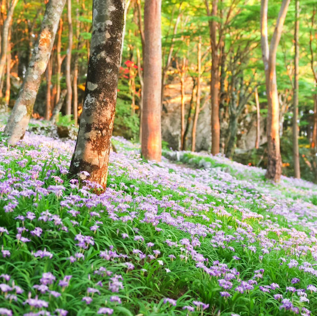 岳人の森