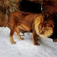 旭山動物園的生態 🦁