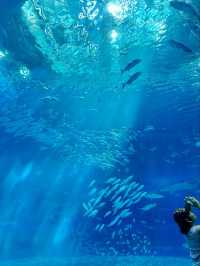 Asia's best Aquarium 