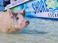 【バハマ ・エグズーマ】美しい海にブタが泳ぐビーチ🐷