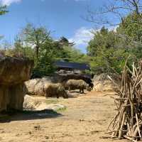 和歌山城公園動物園：親近自然的樂趣🦁🏰🌳