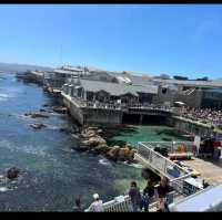 Monterey bay aquarium 
