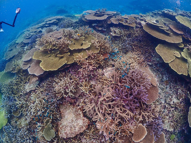 【沖縄 宮古島】🌊✨ ここはまるで別世界！宮古島の秘境「八重干瀬」 ✨🐠 