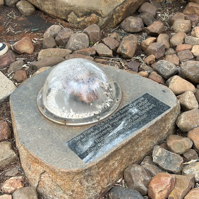 Unearthing Our Origins at the Cradle of Humankind