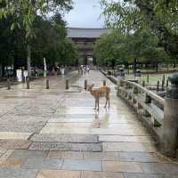 奈良公園の　鹿！！