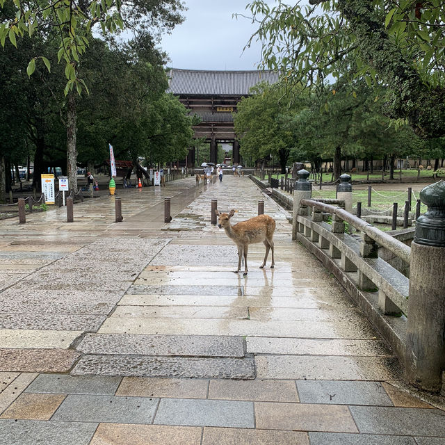 奈良公園の　鹿！！