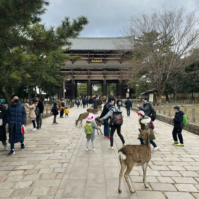 Nara Park: A Journey Through Japan’s Ancient Heart