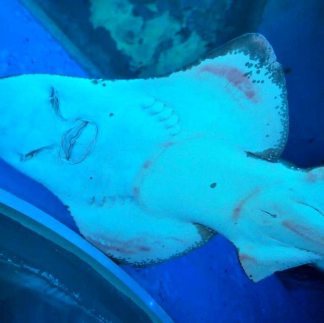 Sea Life Bangkok Ocean World