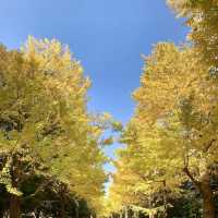 光之丘公園- 欣賞銀杏的隱藏景點 ，200米長的銀杏大道