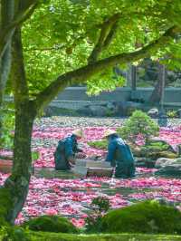 【期間限定】感動の絶景広がる🌼 欲張りに2種類たのしむのがおすすめ🫶🏻🌸✨ 