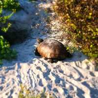 Serenity by the Sea: A Comprehensive Review of Beaches