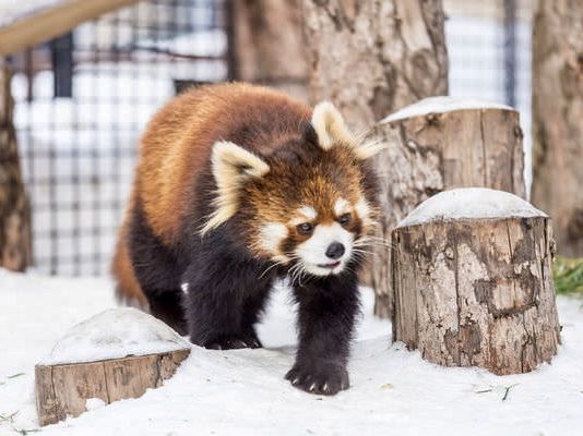 北海道雪豹和企鵝巡遊｜旭山動物園🐧❄️