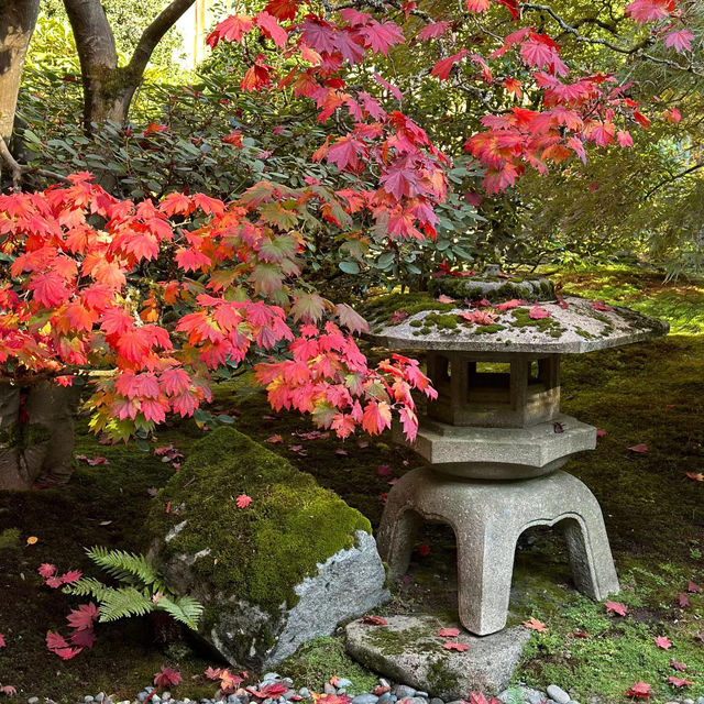 🌴大濠公園日本庭園⛳️如詩如畫🍁🌿