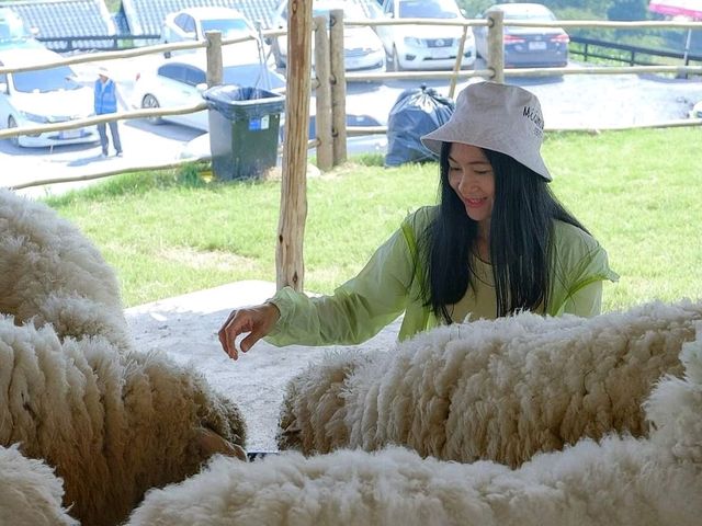 𝐀𝐛𝐨𝐧𝐳𝐨 𝐘𝐚𝐦𝐚 𝐌𝐢𝐭𝐬𝐮 🐑