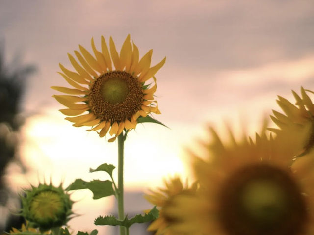 Sundarapandipuram Sunflowers: A Golden Paradise in Tamil Nadu 🌻