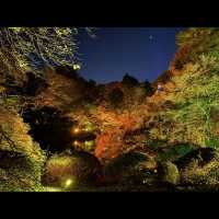 อุทยานแห่งชาติชินจูกุเกียวเอน(งาน light up autumn)