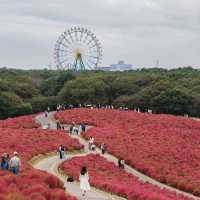 'Fall' in love with Kochia