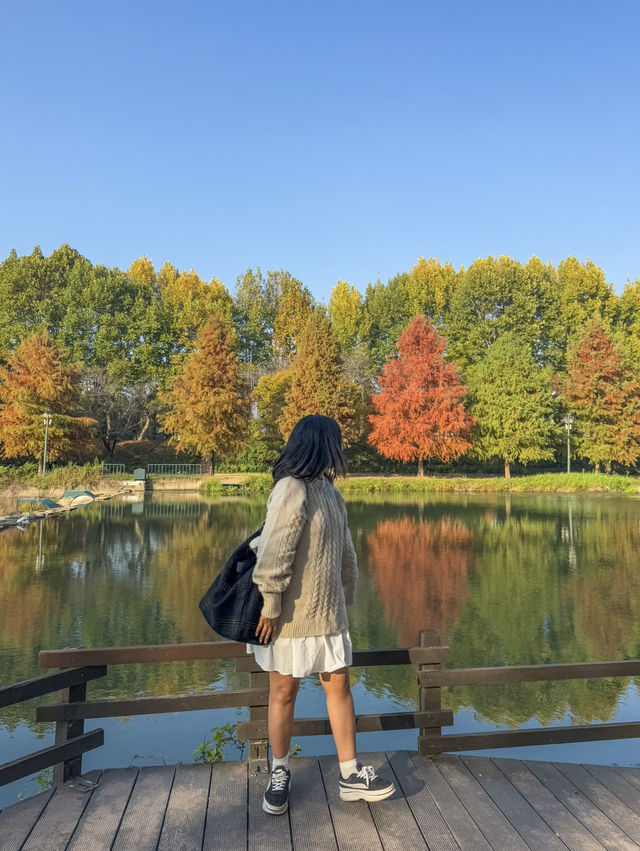 가을에 꼭 가야하는 담양 ‘관방제림’