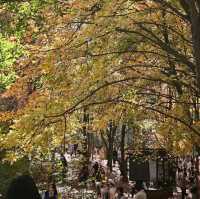Fall season in Kunming 