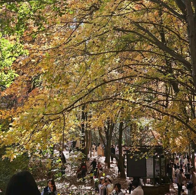 Fall season in Kunming 