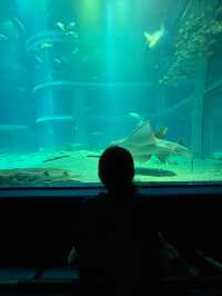 เที่ยว Kaiyukan Aquarium Osaka