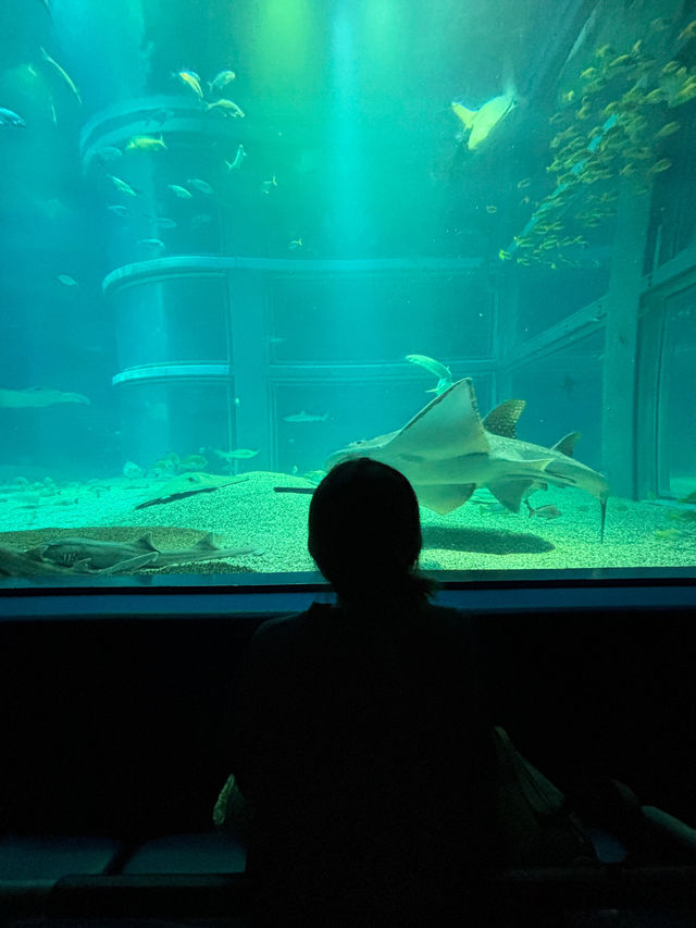 เที่ยว Kaiyukan Aquarium Osaka
