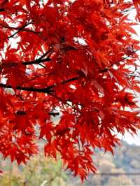 東京箱根🍁紅葉之旅🍁2天之行