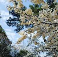西公園，粉紅浪漫櫻花谷中野餐