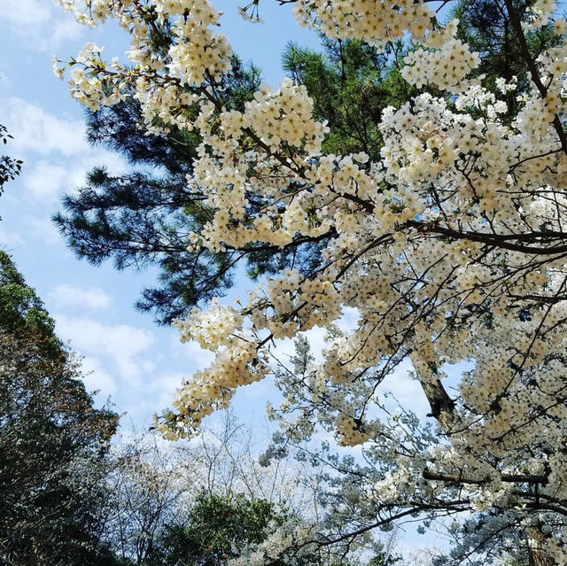 西公園，粉紅浪漫櫻花谷中野餐