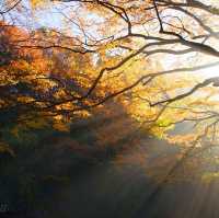 【千葉県】関東市遅い紅葉スポット！養老渓谷