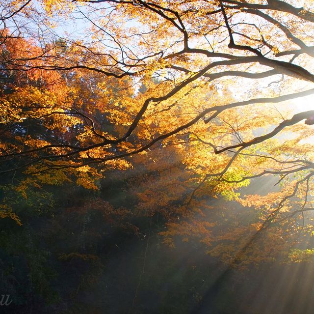 【千葉県】関東市遅い紅葉スポット！養老渓谷