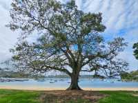 Balmoral Beach: A Family-Friendly Coastal Gem