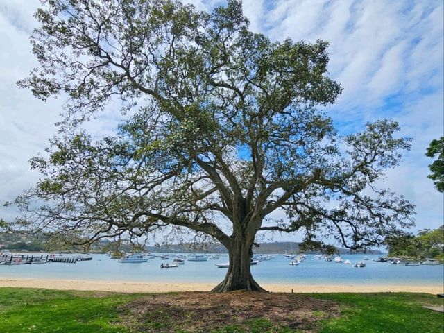 Balmoral Beach: A Family-Friendly Coastal Gem