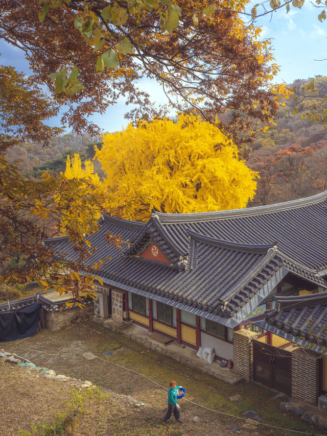 서울근교에 한국의 국보급 은행나무 명소 “인천 강화도 백련사” 