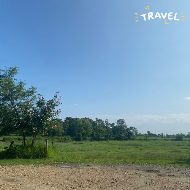 尼泊爾🇳🇵奇旺國家公園 🏞️ 犀牛🦏