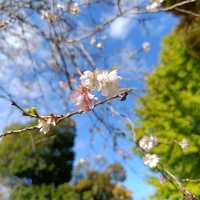 東京十月櫻：飛鳥山公園