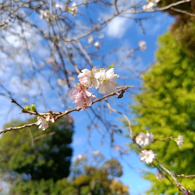 東京十月櫻：飛鳥山公園