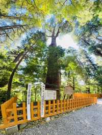 1 Day Power Spots Trip around Takachiho Gorge & Mount Aso