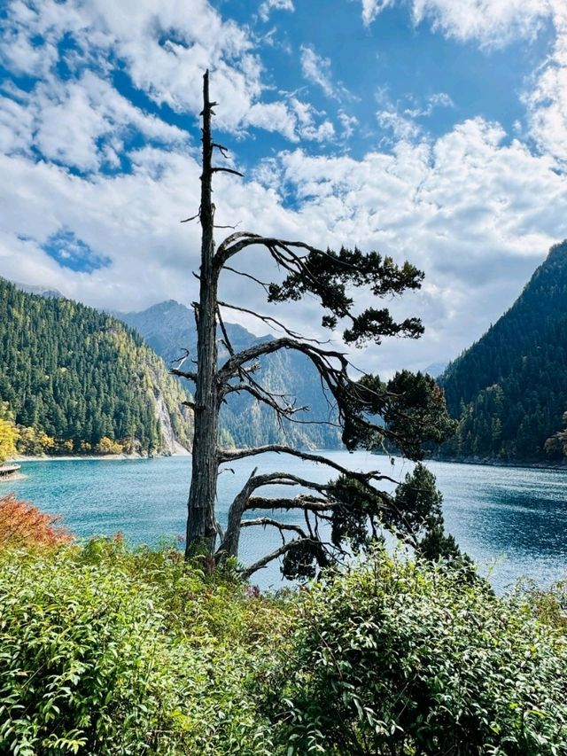 The One-Armed Cypress at Jiuzhaigou’s Long Lake