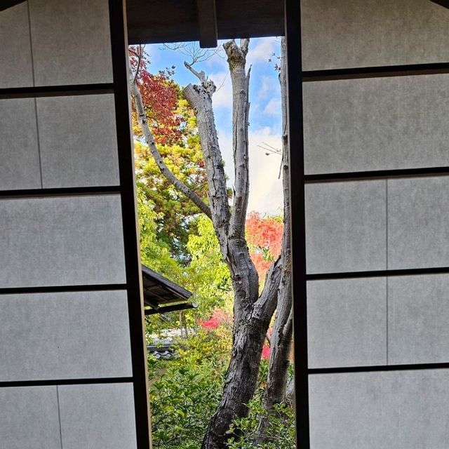好古園〔双樹庵〕品茶賞楓，悠然古韻。